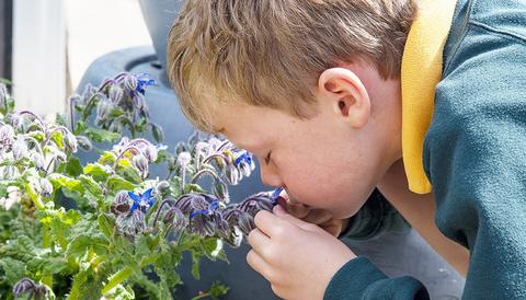 Forest pupil sniffing a flower